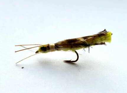 Stillwater Yellow Cricket - 1 Dozen